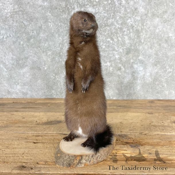 Mink Life-Size Mount For Sale #26976 @ The Taxidermy Store