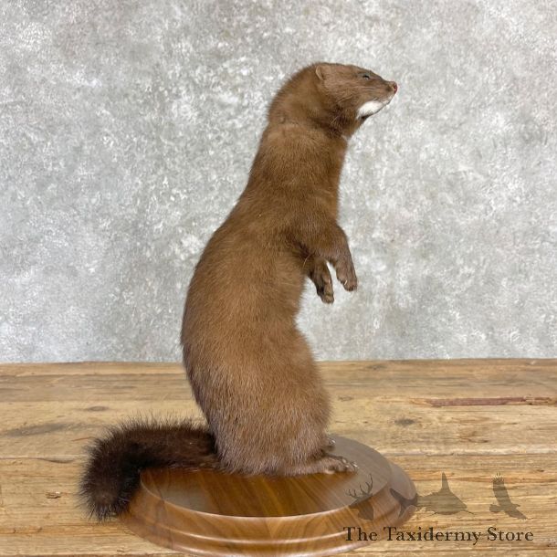 Mink Life-Size Mount For Sale #27179 @ The Taxidermy Store