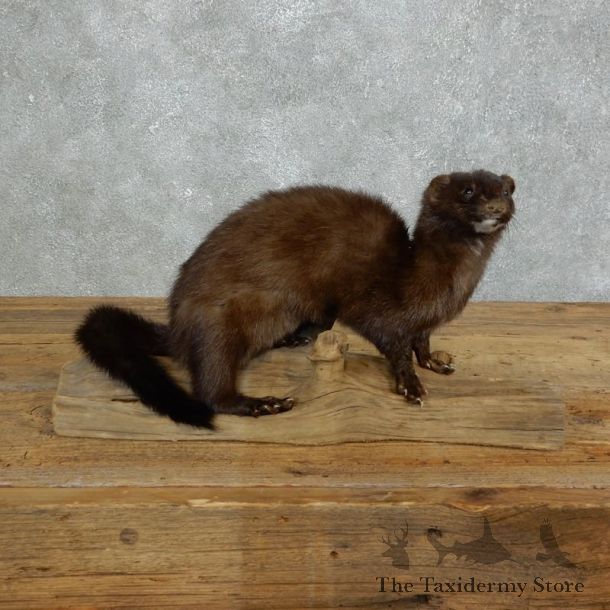 Mink Life-Size Taxidermy Mount For Sale #18266 @ The Taxidermy Store