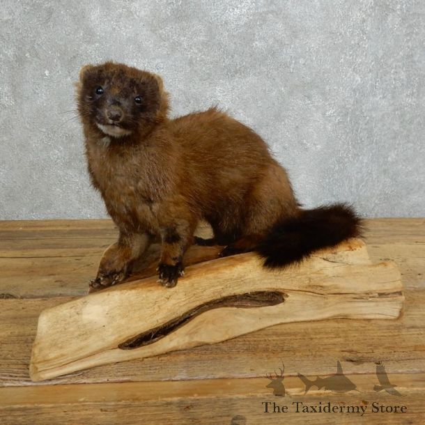 Mink Life-Size Taxidermy Mount For Sale #18267 @ The Taxidermy Store