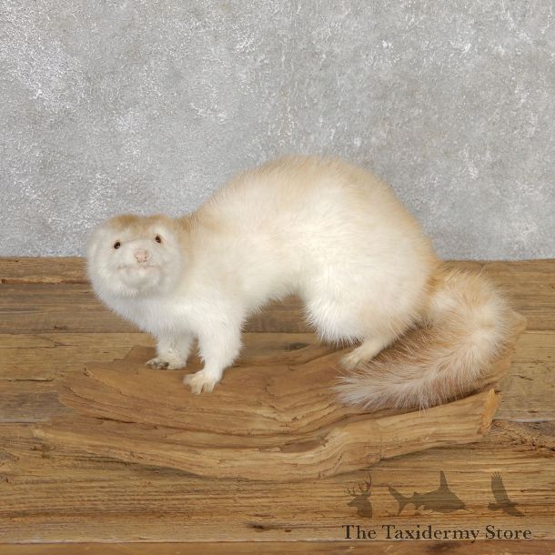 Mink Life-Size Taxidermy Mount For Sale #19811 @ The Taxidermy Store