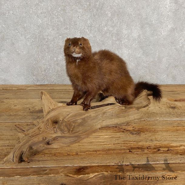 Mink Life-Size Taxidermy Mount For Sale #20244 @ The Taxidermy Store