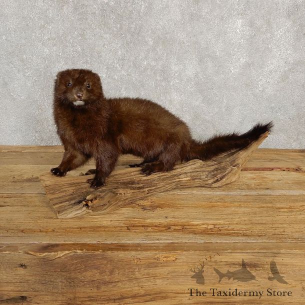 Mink Life-Size Taxidermy Mount For Sale #20247 @ The Taxidermy Store