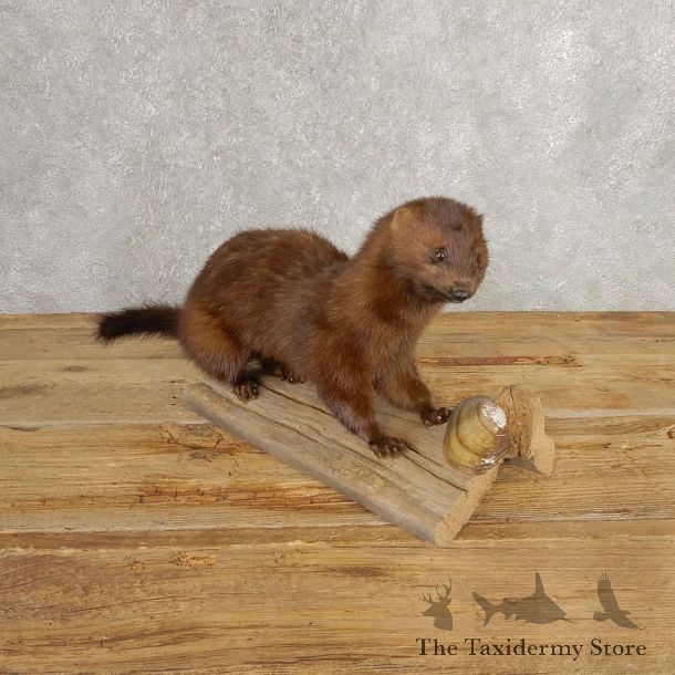 Mink Life-Size Taxidermy Mount For Sale #21039 @ The Taxidermy Store