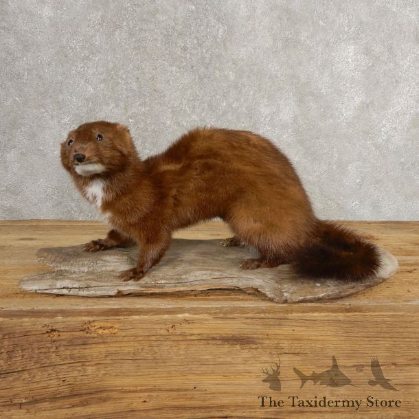 Mink Life-Size Taxidermy Mount For Sale #21053 @ The Taxidermy Store