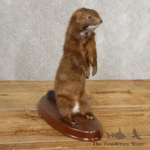 Mink Life-Size Taxidermy Mount For Sale #21054 @ The Taxidermy Store