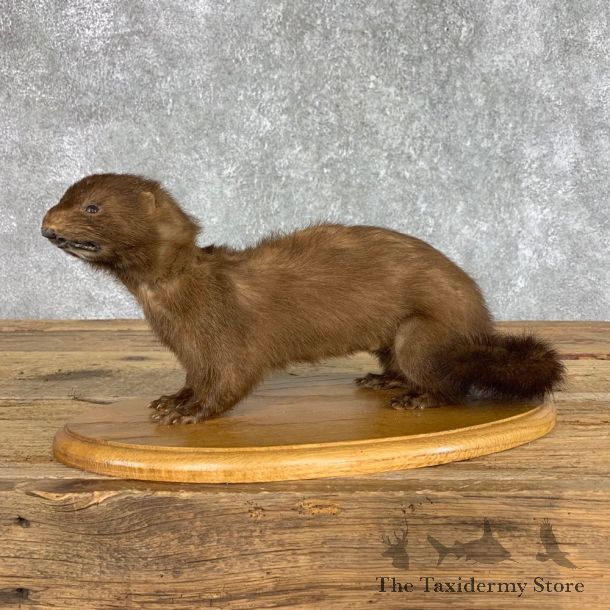 Mink Life-Size Taxidermy Mount For Sale #21494 @ The Taxidermy Store