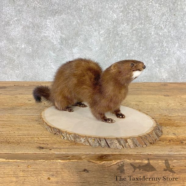Mink Life-Size Taxidermy Mount For Sale #21518 @ The Taxidermy Store