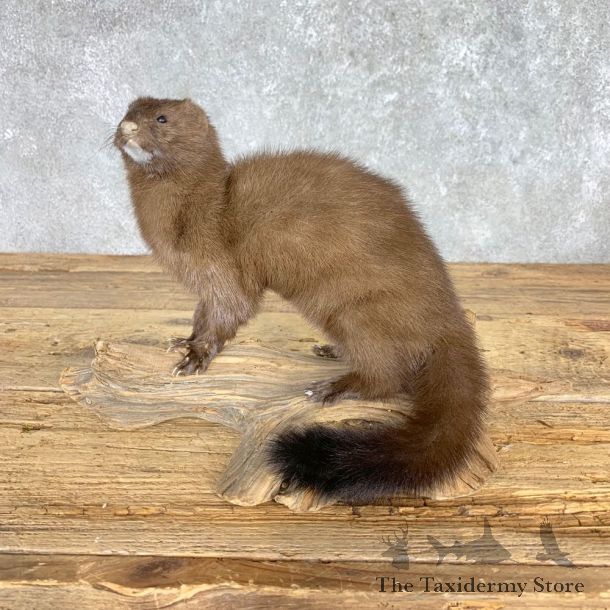 Mink Life-Size Taxidermy Mount For Sale #21689 @ The Taxidermy Store