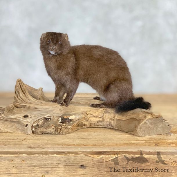 Mink Life-Size Taxidermy Mount For Sale #21690 @ The Taxidermy Store