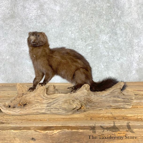 Mink Life-Size Taxidermy Mount For Sale #21691 @ The Taxidermy Store