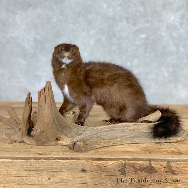 Mink Life-Size Taxidermy Mount For Sale #21692 @ The Taxidermy Store