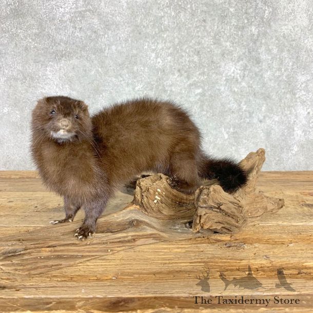 Mink Life-Size Taxidermy Mount For Sale #21693 @ The Taxidermy Store