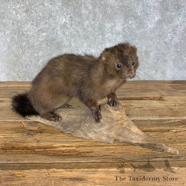 Mink Life-Size Taxidermy Mount For Sale #22265 @ The Taxidermy Store