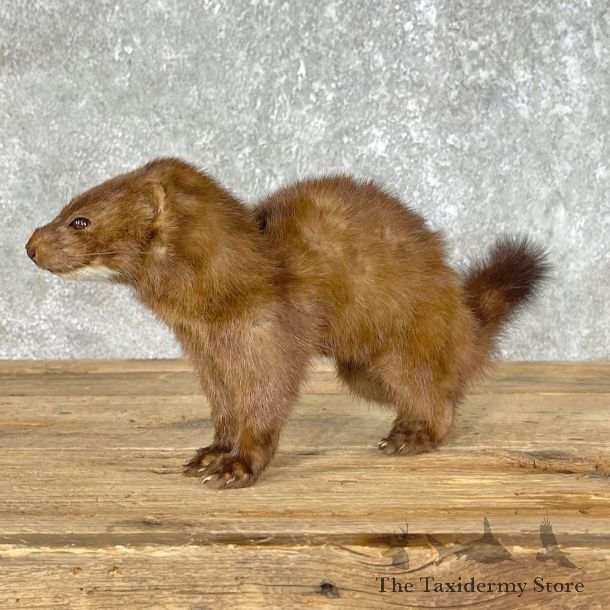 Mink Life-Size Taxidermy Mount For Sale #25461 @ The Taxidermy Store