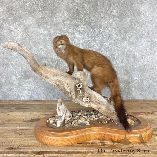 Mink Life-Size Taxidermy Mount For Sale #26619 @ The Taxidermy Store