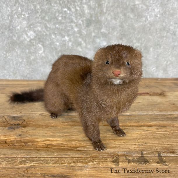 Mink Life-Size Taxidermy Mount For Sale #27177 @ The Taxidermy Store