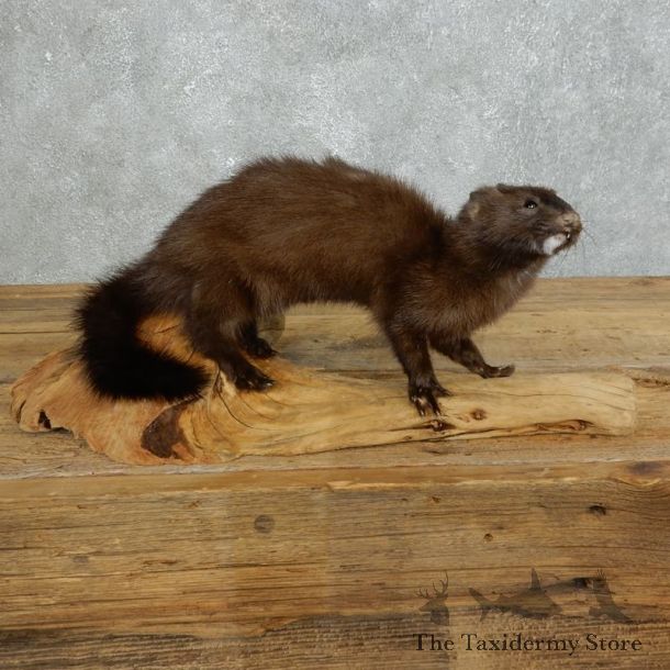 Mink Life-Size Taxidermy Mount For Sale #18268 @ The Taxidermy Store