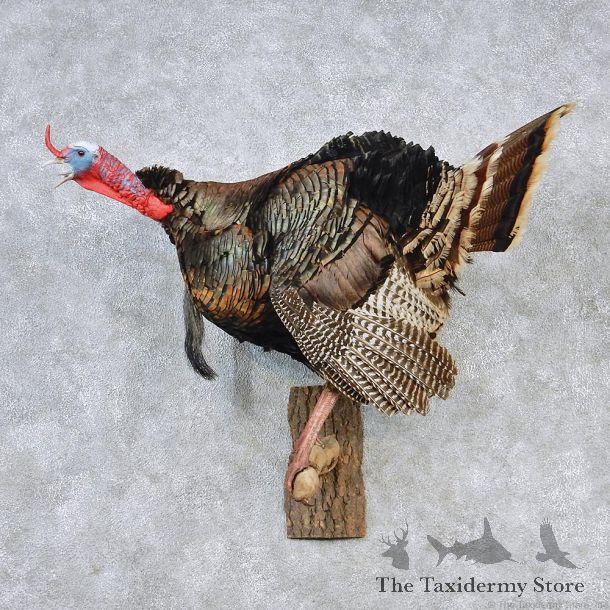 Merriams Turkey Walking Life Size Taxidermy Mount #12617 For Sale @ The Taxidermy Store