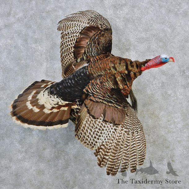 Merriams Turkey Flying Life Size Taxidermy Mount #12638 For Sale @ The Taxidermy Store