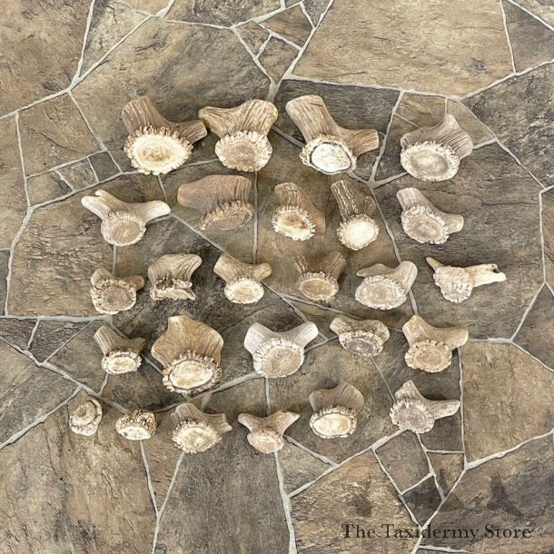 Mixed Antler Burr Craft Pack For Sale #25110 @ The Taxidermy Store