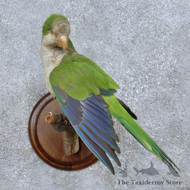 Monk Parakeet Bird Mount For Sale #15053 @ The Taxidermy Store