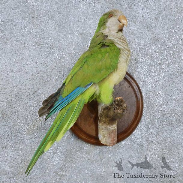 Monk Parakeet Bird Mount For Sale #15054 @ The Taxidermy Store