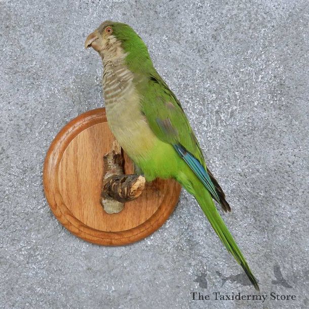 Monk Parakeet Bird Mount For Sale #15055 @ The Taxidermy Store