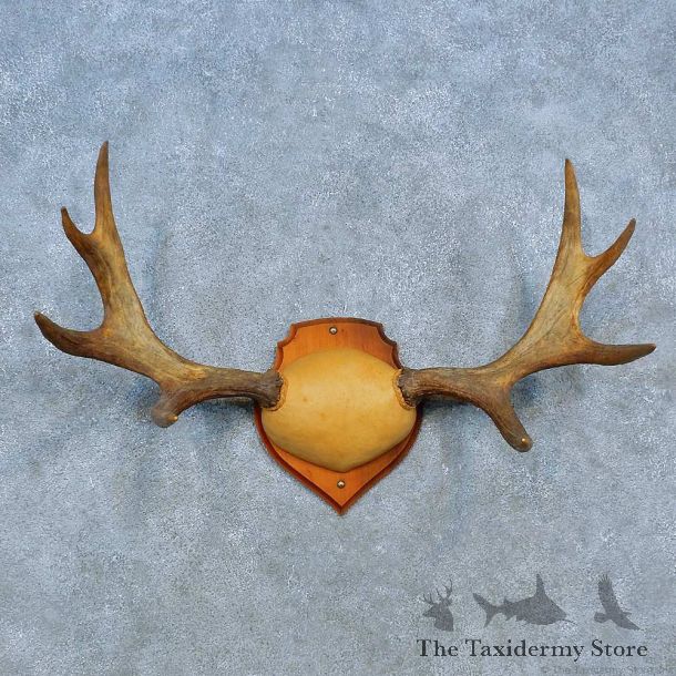 Moose Antler Plaque Mount For Sale #15488 @ The Taxidermy Store