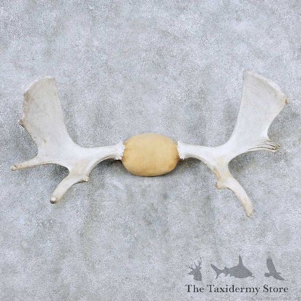 Moose Antler Taxidermy Mount For Sale #13925 For Sale @ The Taxidermy Store