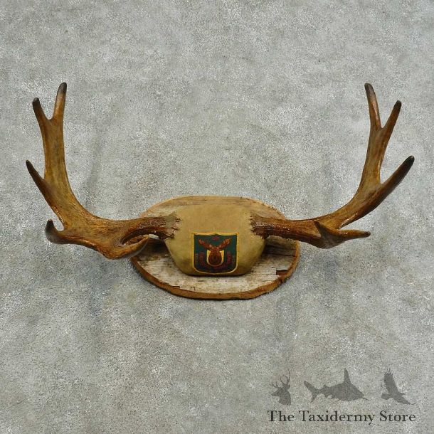 Eastern Canada Moose Antler Plaque Mount For Sale #16749 @ The Taxidermy Store