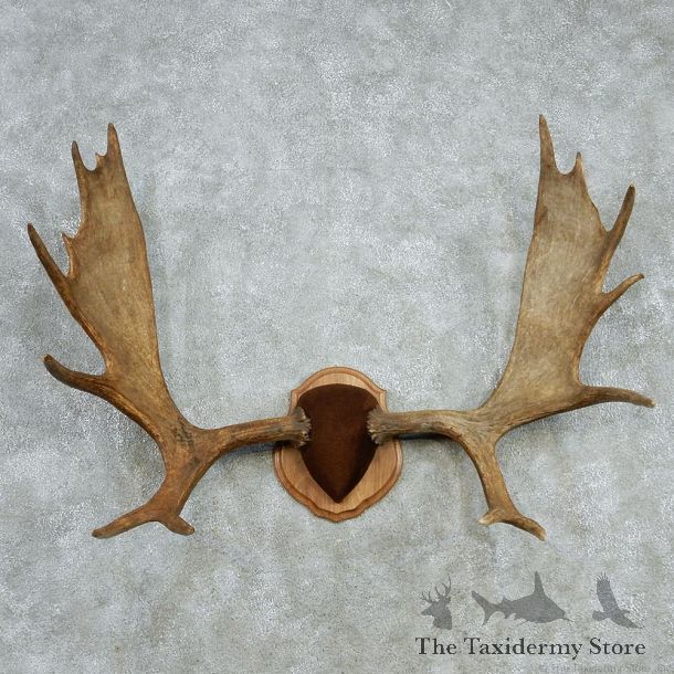 Moose Antlers Taxidermy Mount #13005 For Sale @ The Taxidermy Store