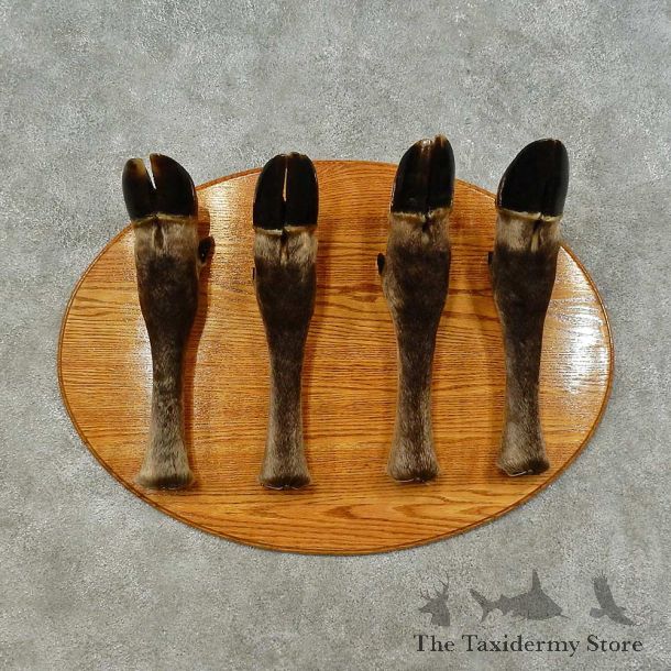 Moose Leg Coat Rack For Sale #16256 @ The Taxidermy Store