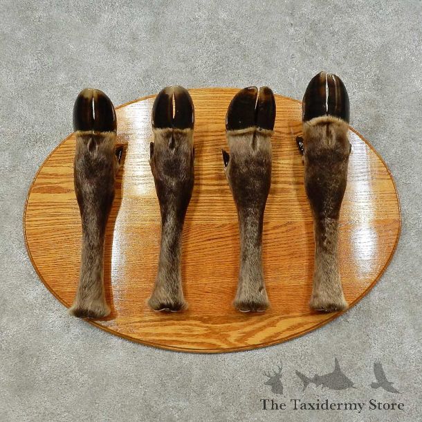 Moose Leg Coat Rack For Sale #16257 @ The Taxidermy Store