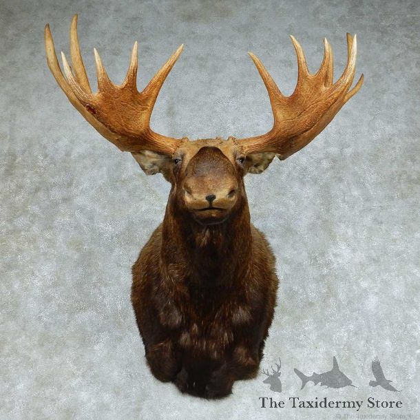 Moose Shoulder Mount #13691 For Sale @ The Taxidermy Store