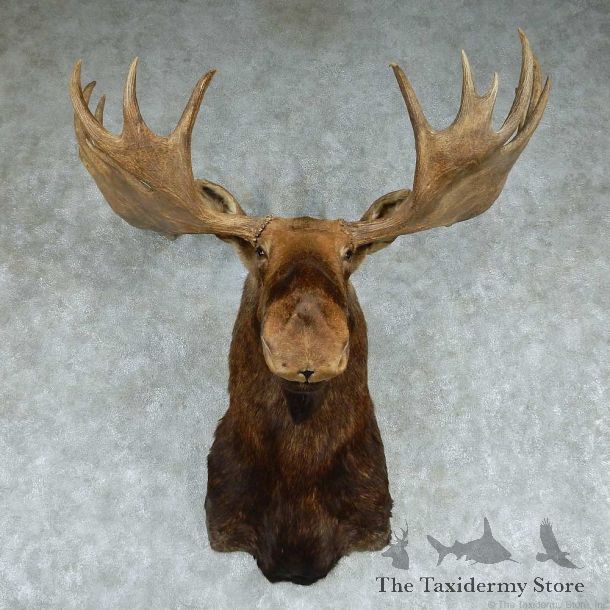 Moose Shoulder Mount #13756 For Sale @ The Taxidermy Store