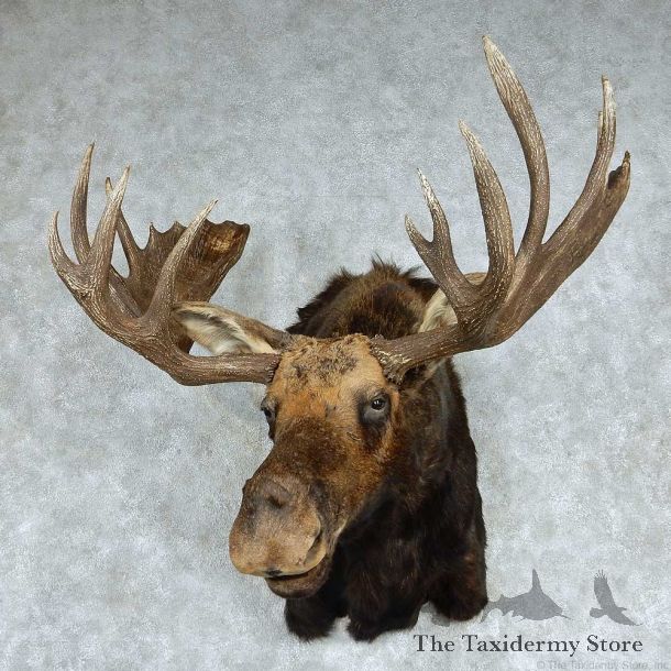 Moose Shoulder Mount #13787 For Sale @ The Taxidermy Store
