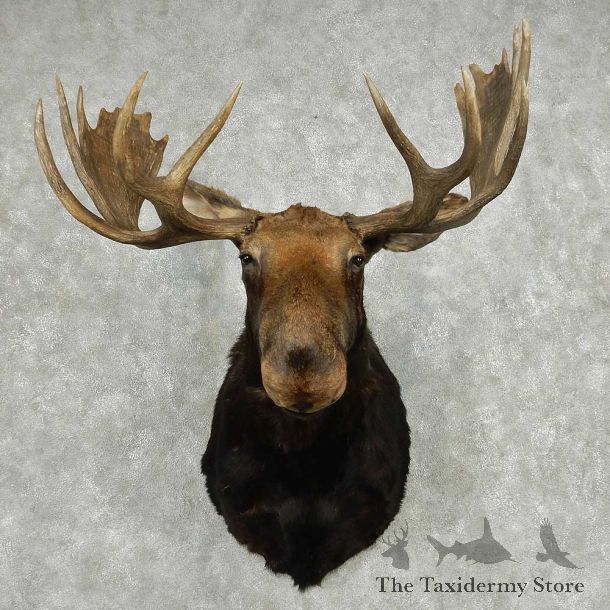 Moose Shoulder Mount #13806 For Sale @ The Taxidermy Store