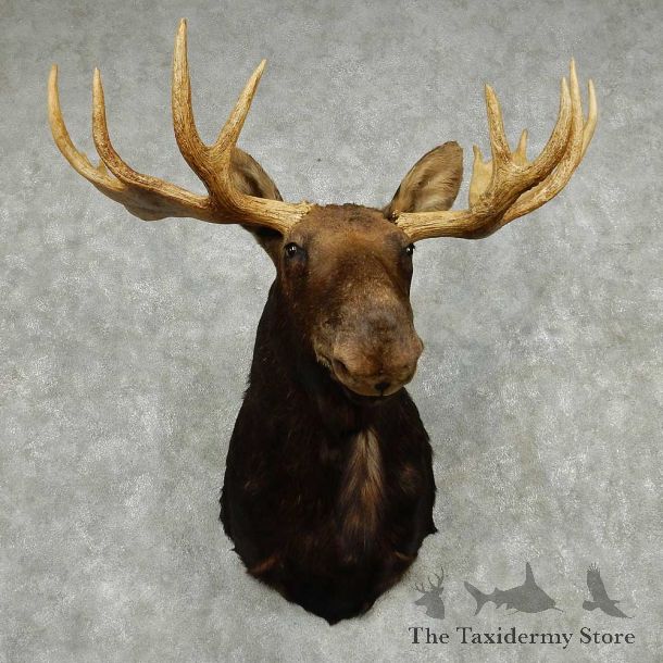 Moose Shoulder Mount #13807 For Sale @ The Taxidermy Store