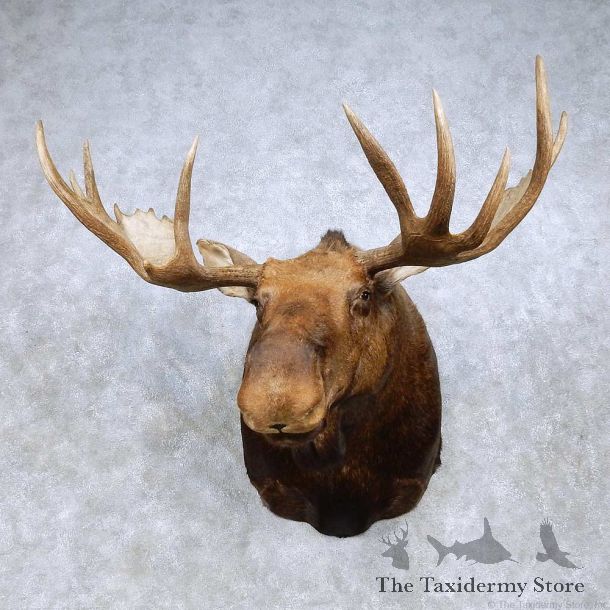 Moose Shoulder Mount For Sale #13973 @ The Taxidermy Store
