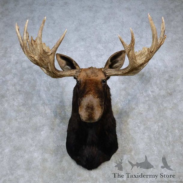 Moose Shoulder Mount For Sale #14470 @ The Taxidermy Store