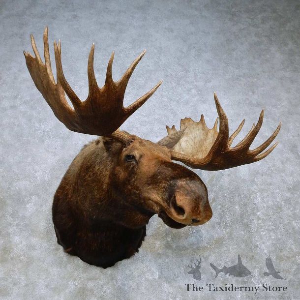 Moose Shoulder Mount For Sale #14680 @ The Taxidermy Store
