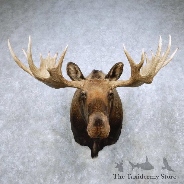 Moose Shoulder Mount For Sale #14893 @ The Taxidermy Store