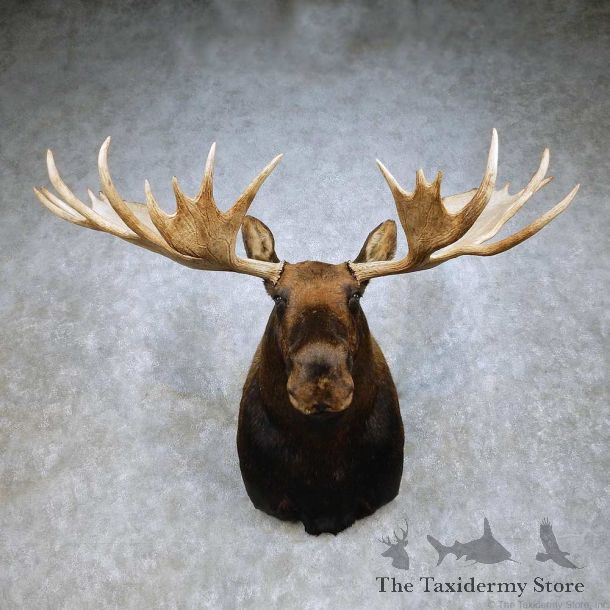 Moose Shoulder Mount For Sale #14907 @ The Taxidermy Store