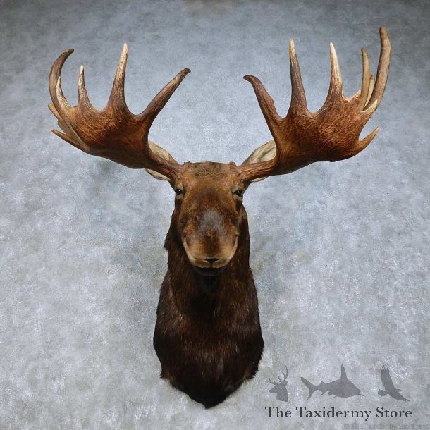 Moose Mount For Sale #15017 @ The Taxidermy Store