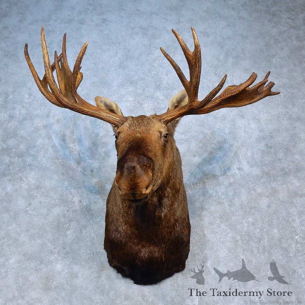 Alaskan Moose Shoulder Mount For Sale #15322 @ The Taxidermy Store