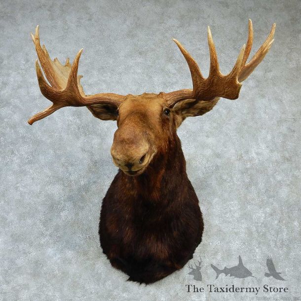Alaskan Moose Shoulder Taxidermy Mount #13218 For Sale @ The Taxidermy Store