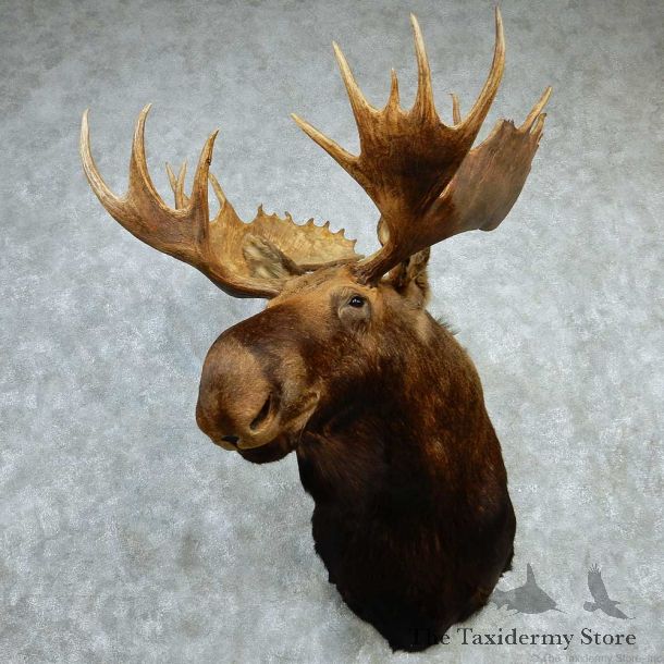 Alaskan Moose Shoulder Taxidermy Mount #13219 For Sale @ The Taxidermy Store