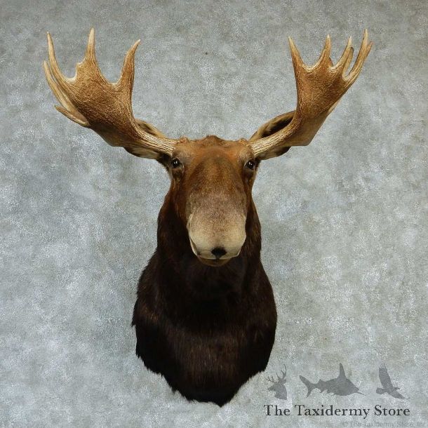 Canadian Moose Shoulder Taxidermy Mount #13283 For Sale @ The Taxidermy Store