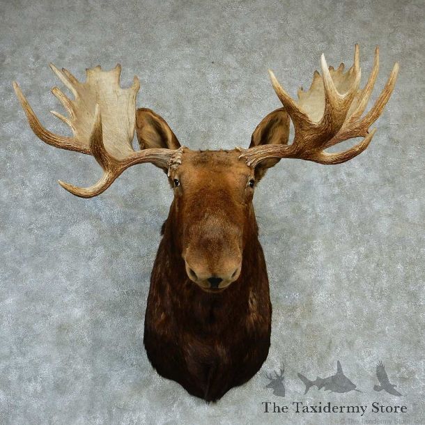 Canadian Moose Shoulder Taxidermy Mount #13284 For Sale @ The Taxidermy Store